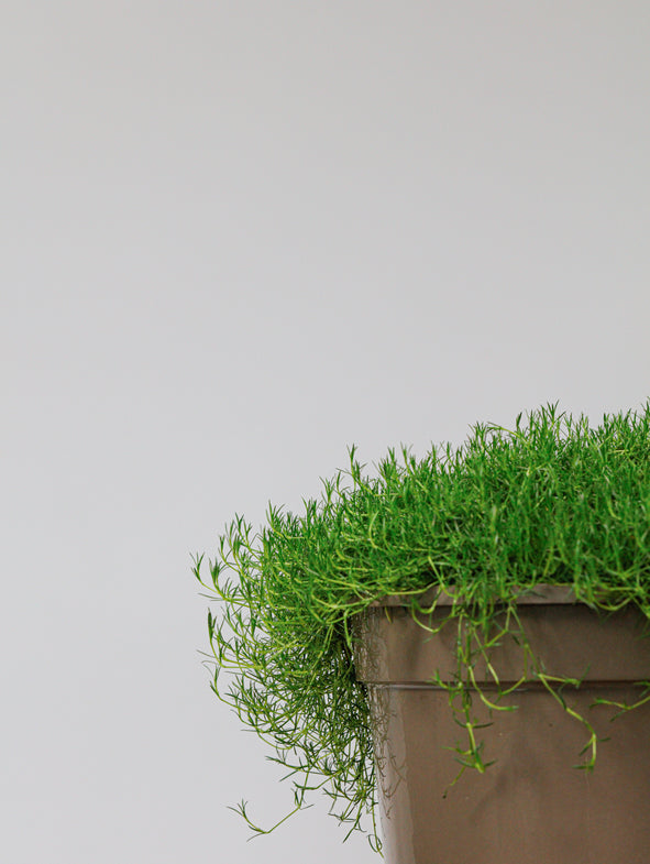 Irish Moss comes in a 2 litre nursery pot (medium).